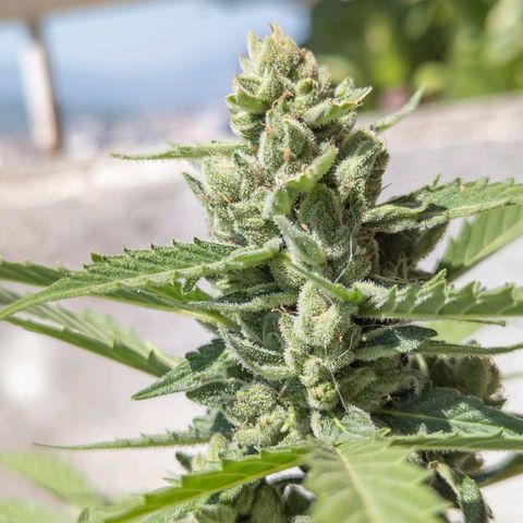 Mary Jane I growlog photo: ORE 11