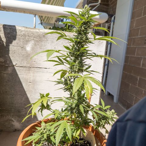 Mary Jane I growlog photo: ORE 11
