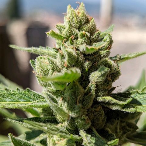 Mary Jane I growlog photo: ORE 11