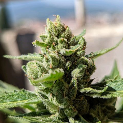 Mary Jane I growlog photo: ORE 11