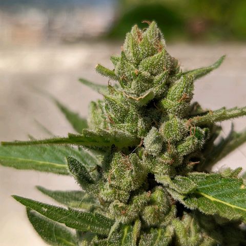 Mary Jane I growlog photo: ORE 11