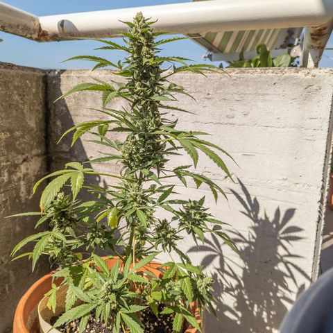 Mary Jane I growlog photo: ORE 11