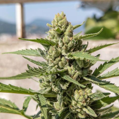 Mary Jane I growlog photo: ORE 11