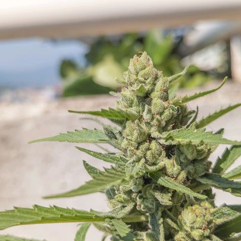 Mary Jane I growlog photo: ORE 10:30