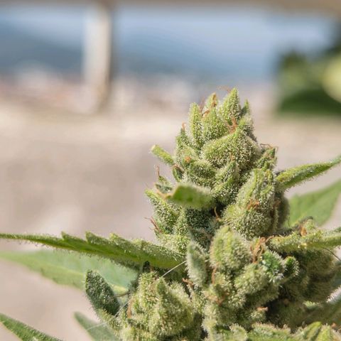Mary Jane I growlog photo: ORE 10:30