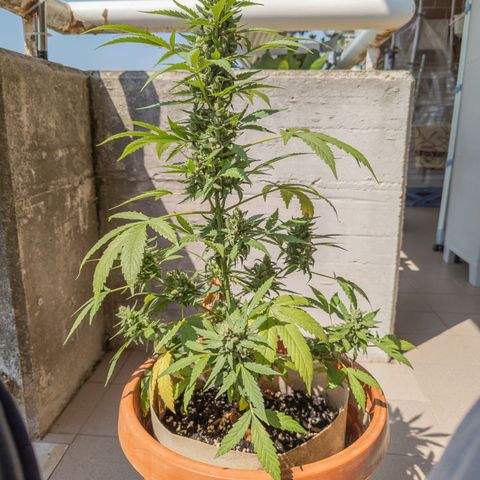 Mary Jane I growlog photo: ORE 10:30