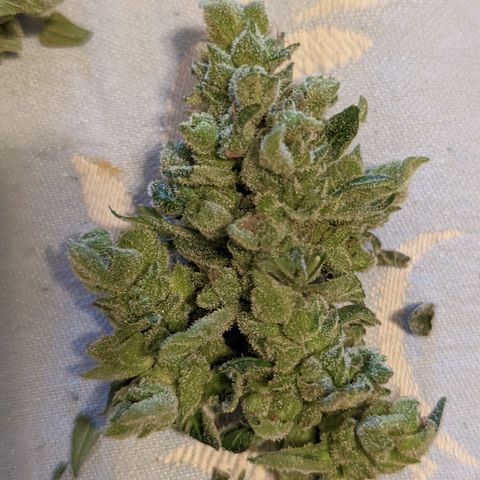Mary Jane I growlog timeline photo