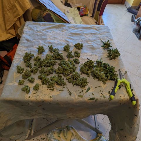 Mary Jane I growlog timeline photo