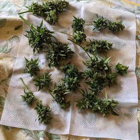 Mary Jane I growlog timeline photo