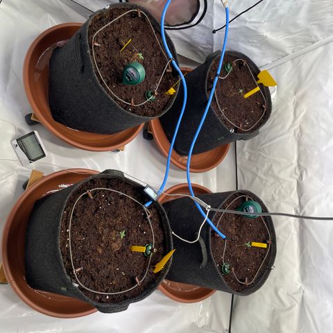 RQS F1 Orion #2 growlog photo: Blumat installiert 