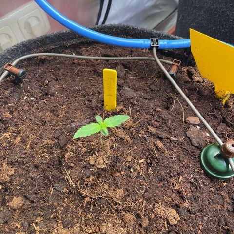 RQS F1 Epsilon #1 growlog timeline photo