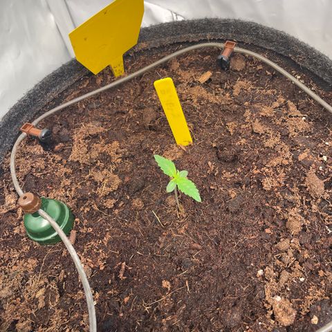 RQS F1 Epsilon #2 growlog timeline photo
