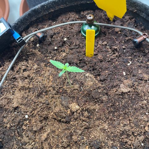 RQS F1 Orion #1 growlog timeline photo
