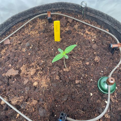RQS F1 Orion #2 growlog timeline photo