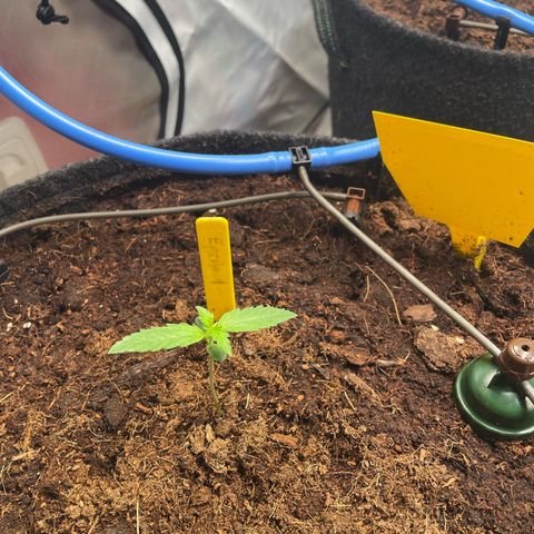 RQS F1 Epsilon #1 growlog timeline photo