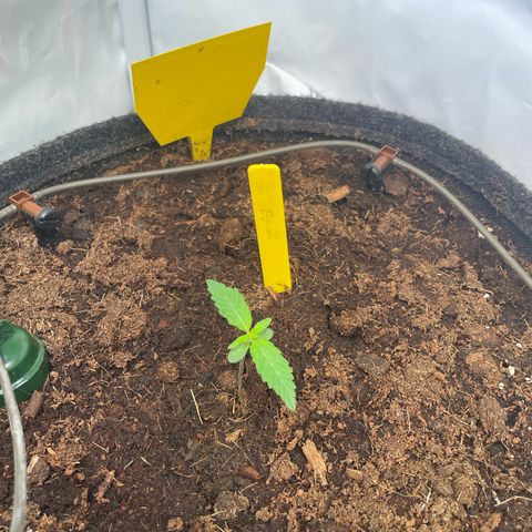 RQS F1 Epsilon #2 growlog timeline photo