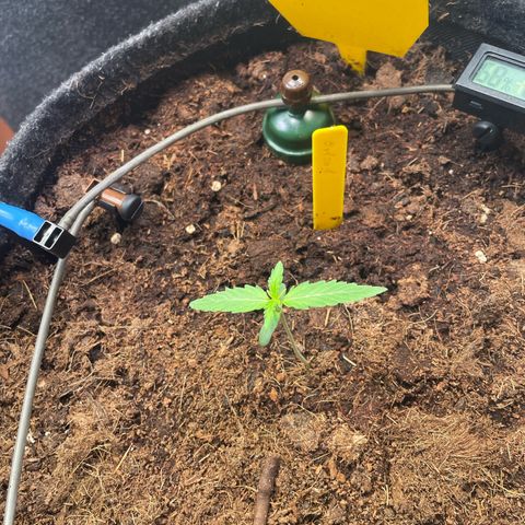 RQS F1 Orion #1 growlog timeline photo