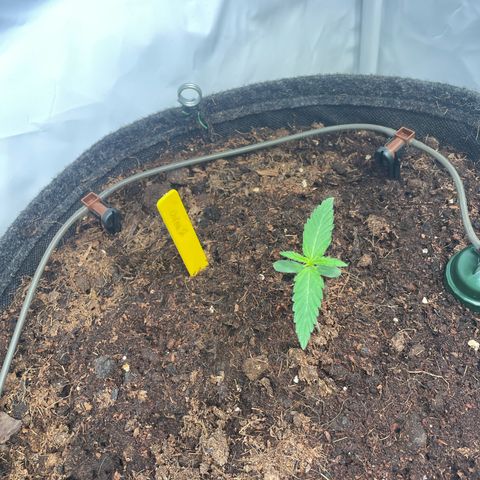 RQS F1 Orion #2 growlog timeline photo