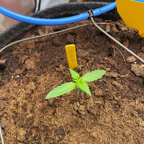 RQS F1 Epsilon #1 growlog timeline photo