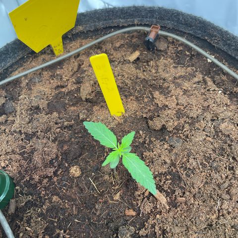 RQS F1 Epsilon #2 growlog timeline photo