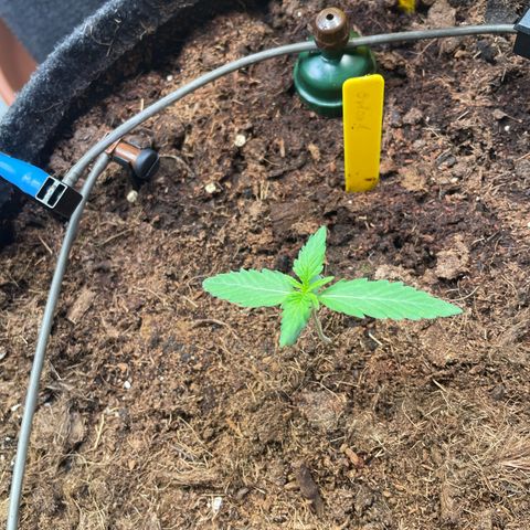 RQS F1 Orion #1 growlog timeline photo
