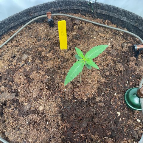 RQS F1 Orion #2 growlog timeline photo