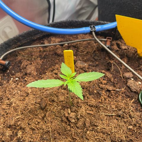 RQS F1 Epsilon #1 growlog timeline photo