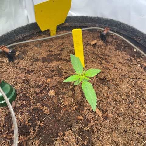 RQS F1 Epsilon #2 growlog timeline photo