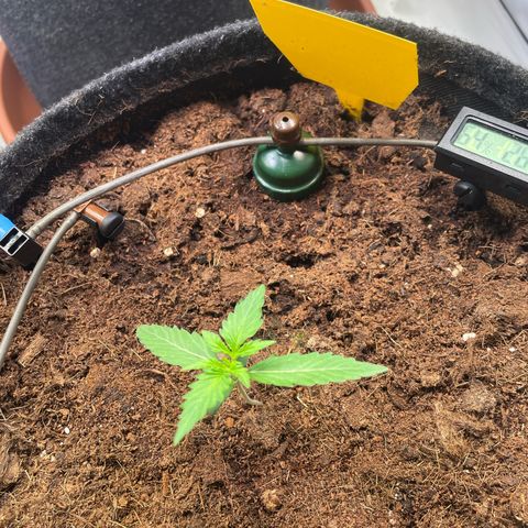 RQS F1 Orion #1 growlog timeline photo