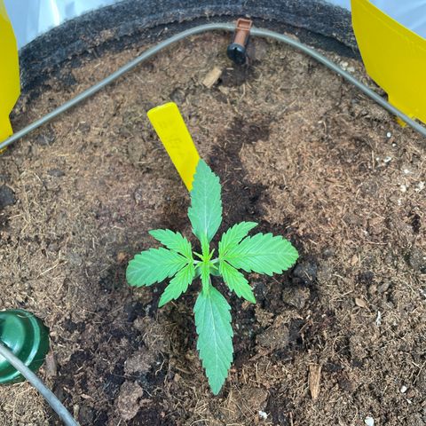 RQS F1 Epsilon #2 growlog timeline photo