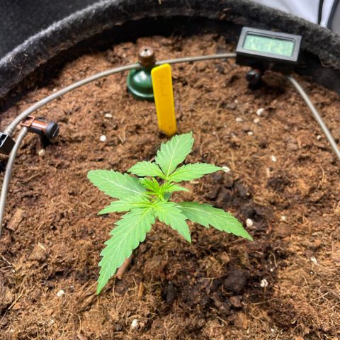 RQS F1 Orion #1 growlog timeline photo