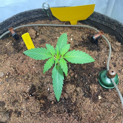 RQS F1 Orion #2 growlog timeline photo