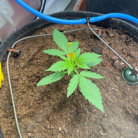 RQS F1 Epsilon #1 growlog timeline photo