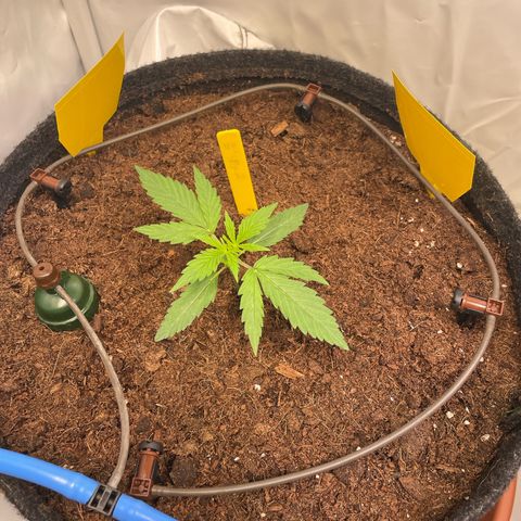 RQS F1 Epsilon #2 growlog timeline photo
