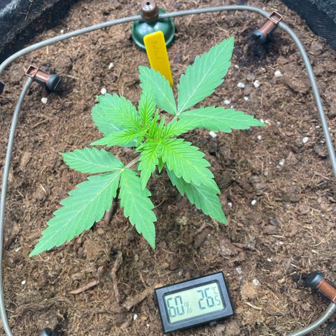 RQS F1 Orion #1 growlog timeline photo