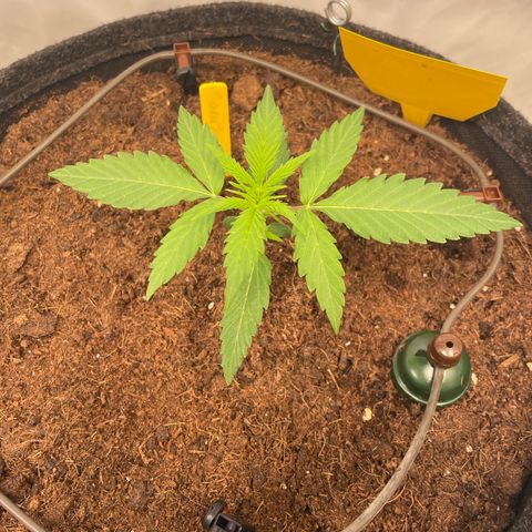RQS F1 Orion #2 growlog timeline photo