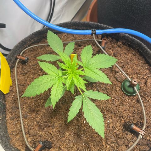 RQS F1 Epsilon #1 growlog timeline photo