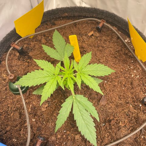 RQS F1 Epsilon #2 growlog timeline photo