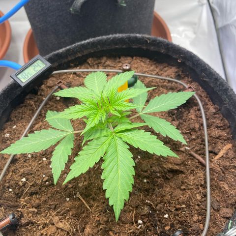 RQS F1 Orion #1 growlog timeline photo