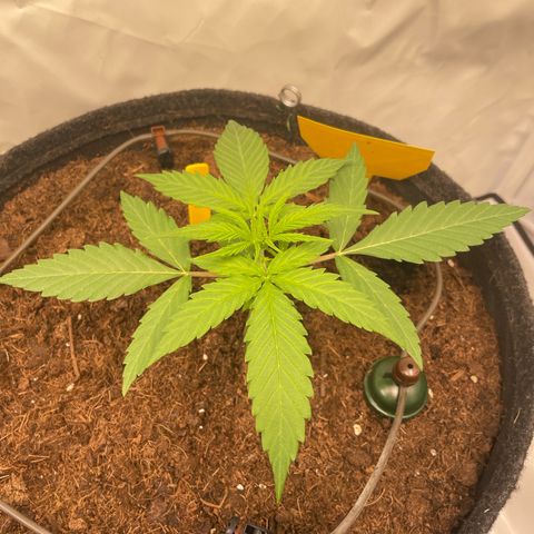 RQS F1 Orion #2 growlog timeline photo