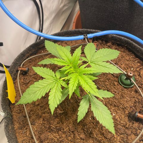 RQS F1 Epsilon #1 growlog timeline photo