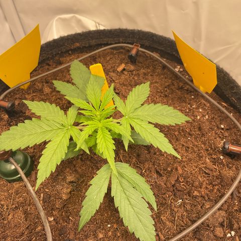 RQS F1 Epsilon #2 growlog timeline photo