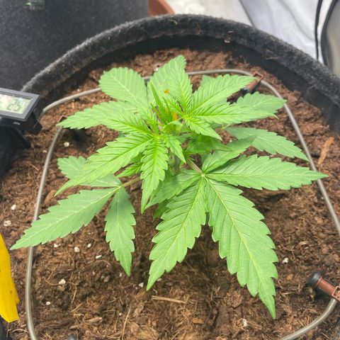 RQS F1 Orion #1 growlog timeline photo