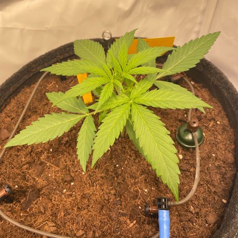 RQS F1 Orion #2 growlog timeline photo