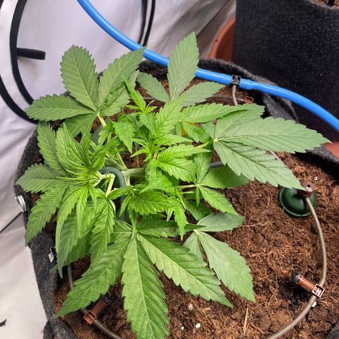 RQS F1 Epsilon #1 growlog timeline photo