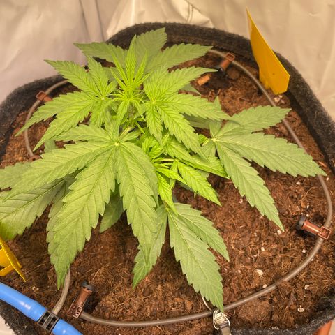 RQS F1 Epsilon #2 growlog timeline photo