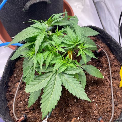 RQS F1 Orion #1 growlog timeline photo