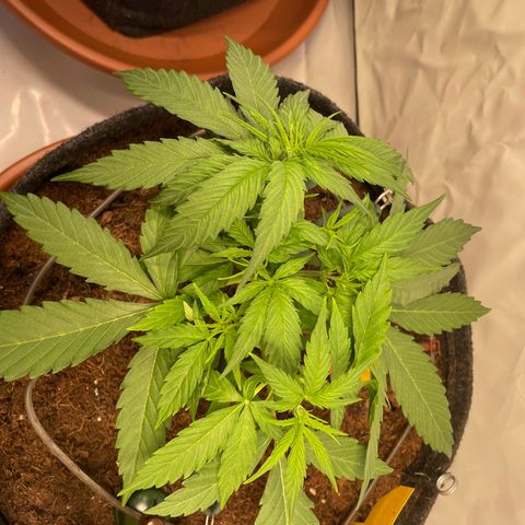 RQS F1 Orion #2 growlog timeline photo