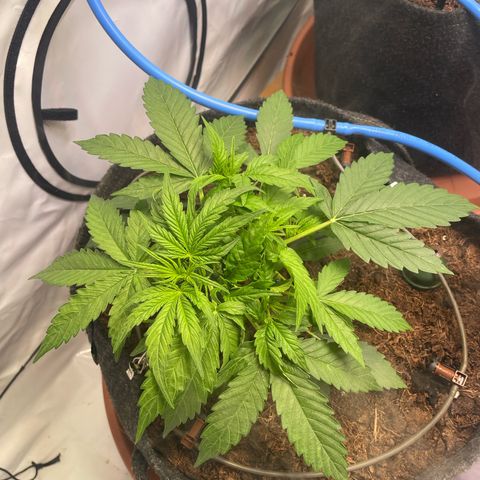 RQS F1 Epsilon #1 growlog timeline photo