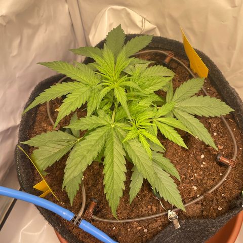 RQS F1 Epsilon #2 growlog timeline photo